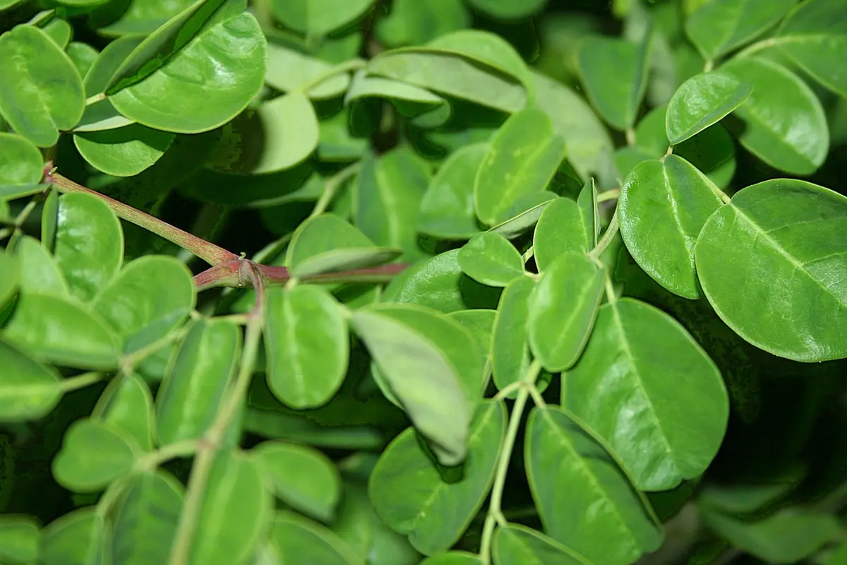 Daun Kelor 
