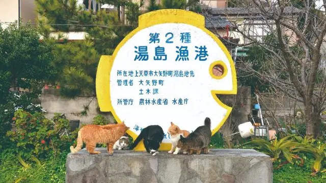 Pecinta Kucing, Ini 5 Pulau di Jepang Cocok Jadi Tujuan Wisata