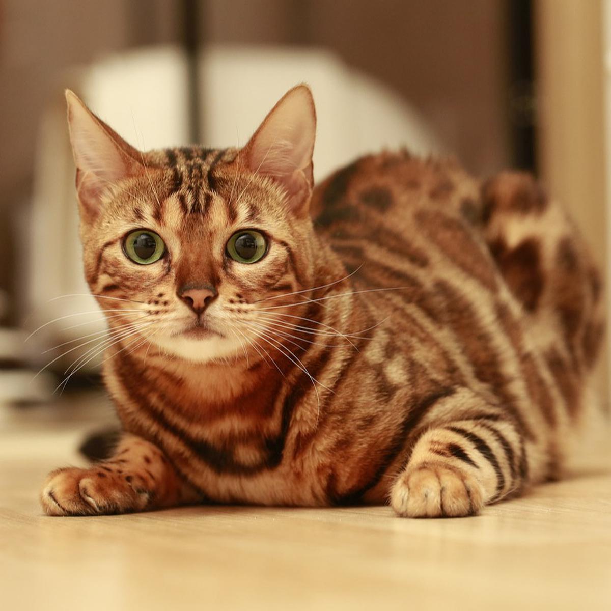 Apakah Bulu Kucing Bisa Menyebabkan Asma, Simak Penjelasan Ilmiahnya