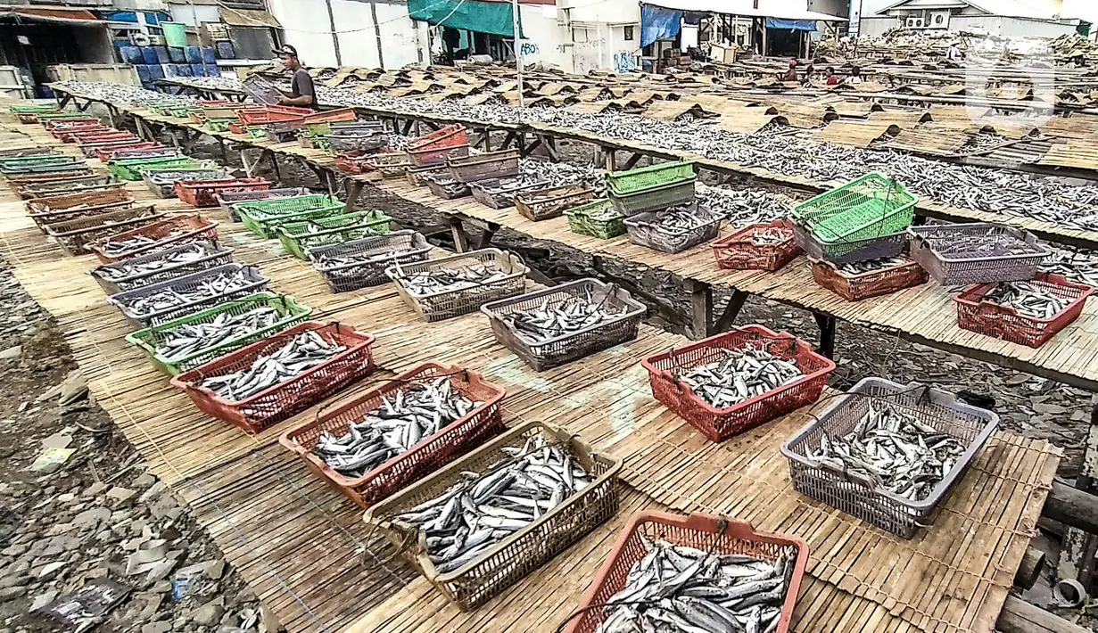 Aktivitas nelayan saat menjemur ikan asin di Muara Angke, Jakarta, Minggu (8/11/2020). Pandemi Covid-19 dan masuknya musim penghujan di Jakarta menyebabkan permintaan sekaligus produksi ikan asin di Muara Angke merosot hingga 50 persen. (merdeka.com/Iqbal Septian Nugroho)