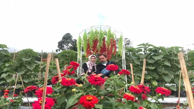 Menyapa Pagi Dari Taman Bunga di Kaki Gunung Ciremai Majalengka
