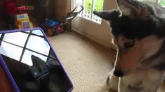 Seorang pemilik anjing menemukan cara mengajari anjingnya bernyanyi menggunakan suatu aplikasi di iPad.