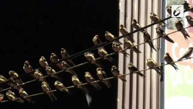 Ribuan burung bernama latin Hirundo Rustica bermigrasi ke Solo. Mereka akan berada di Solo hingga Maret mendatang.