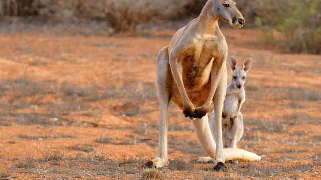 Kangaroos