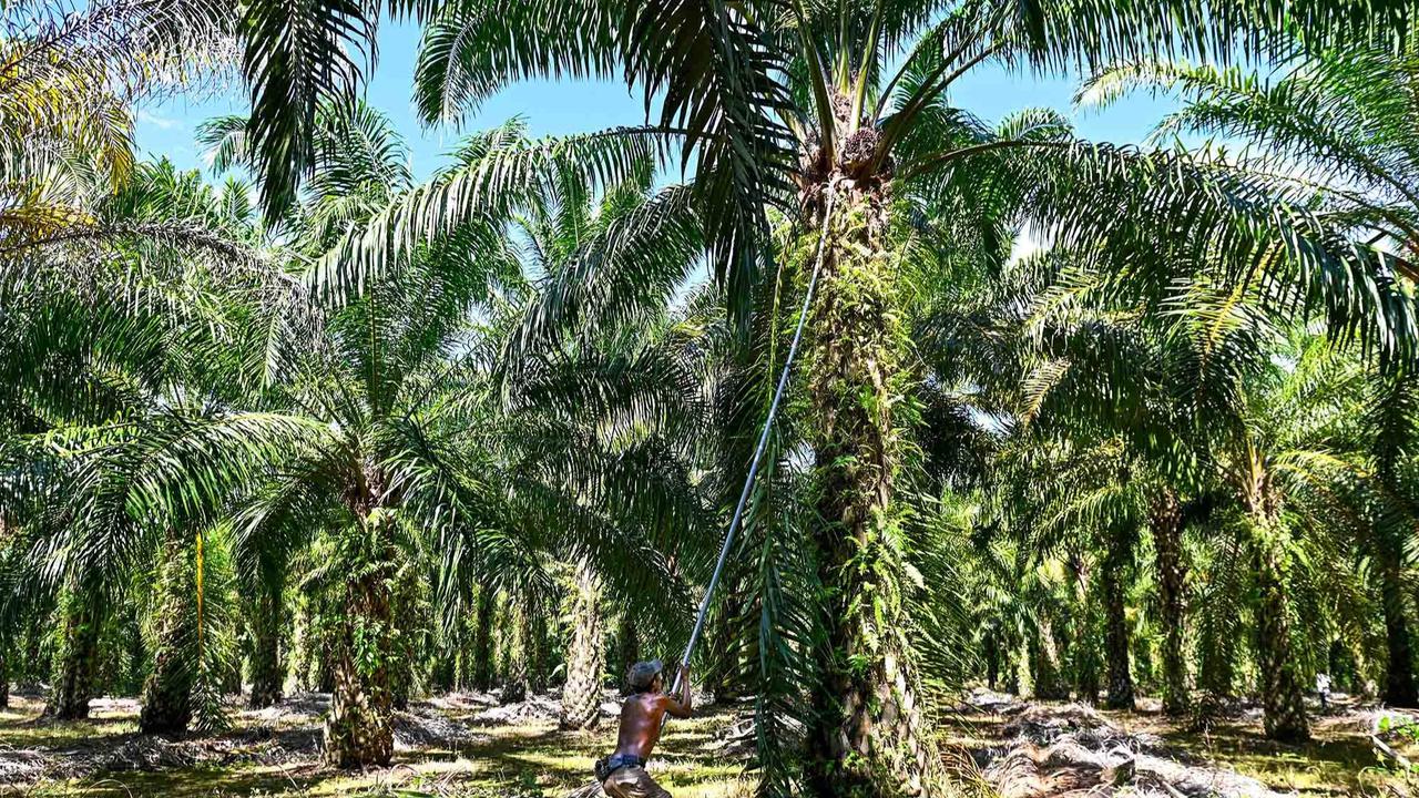 FOTO: Melihat Perkebunan Kelapa Sawit Rakyat Terbesar di Provinsi Aceh