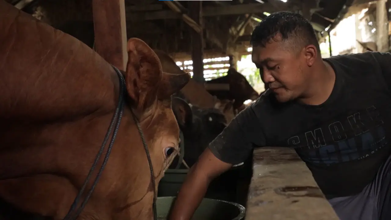 Reko Erwanto, Karyawan Swasta yang Beralih Ternak Sapi