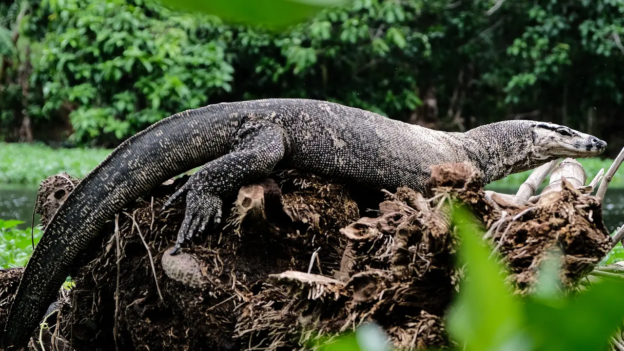 Top 3: Mengenal Hewan Langka yang Hanya Ada di Kalimantan