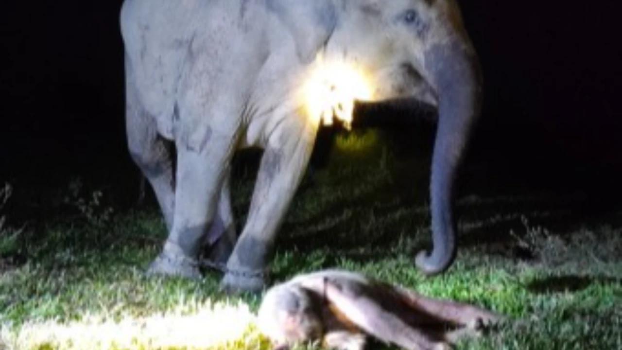 Way Kambas Sambut Kehadiran Bayi Gajah, Harapan Baru Pelestarian Gajah Sumatra