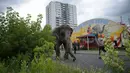 Seekor gajah sirkus ketika diajak jalan-jalan oleh pawangnya di sebuah jalan di Berlin, Jerman, Kamis (30/6). Gajah tersebut diajak pawangnya untuk berjalan-jalan menikmati udara segar. (REUTERS/Stefanie Loos)