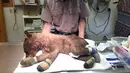 Petugas medis membaringkan seekor bayi beruang betina di atas meja di Del Norte, Colorado, Amerika Serikat, Rabu (27/6). Bayi beruang itu diselamatkan pada 22 Juni 2018 lalu. (Joe Lewandowski/ Colorado Parks and Wildlife via AP)