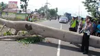 Polisi mengatur lalu lintas saat sebuah pohon berumur puluhan tahun tumbang di Jalan Trans Sulawesi, Limboto, Gorontalo, Senin, (21/1). Pohon tumbang menimpa sebuah mobil dan kabel listrik bertegangan tinggi. (Liputan6.com/Arfandi Ibrahim)