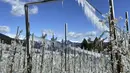Pohon apel yang dibekukan secara artifisial ditutupi dengan lapisan es yang mencair di atas langit biru dekat Bressanone, di provinsi utara Italia di South Tyrol, Italia (8/4/2021).  (AP Photo/Matthias Schrader)
