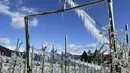 Pohon apel yang dibekukan secara artifisial ditutupi dengan lapisan es yang mencair di atas langit biru dekat Bressanone, di provinsi utara Italia di South Tyrol, Italia (8/4/2021).  (AP Photo/Matthias Schrader)