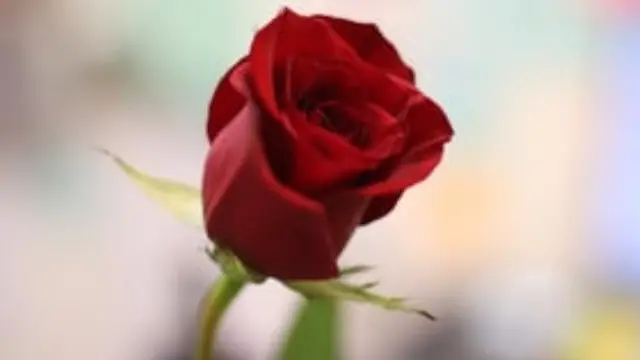 8 Macam Bunga dan Maknanya untuk Rayakan Hari Kasih Sayang