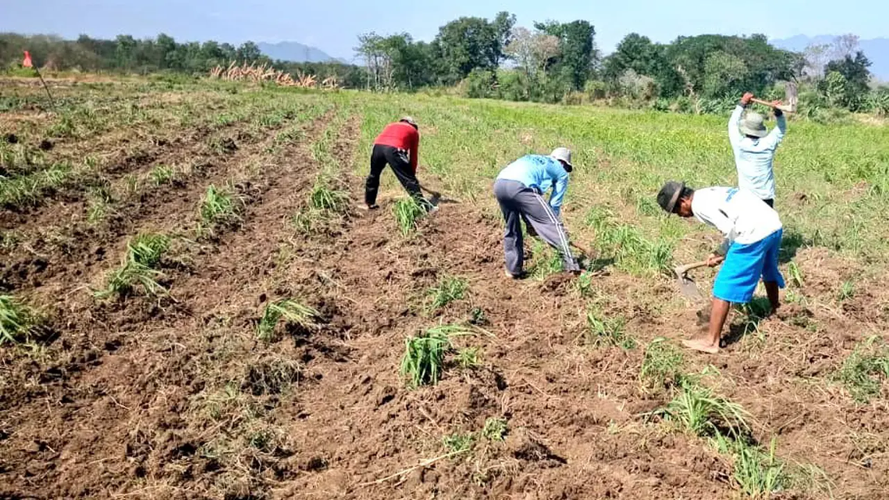 Tingkatkan Nilai Perekonomian Pekebun, Kementan Dorong Budidaya Serai Wangi di Brebes