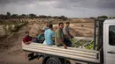 Petani Palestina meninggalkan kebun setelah memetik buah jambu biji pada awal musim panen tahunan di Khan Younis, Jalur Gaza Selatan, Rabu (7/9/2022). Jalur Gaza, Palestina dikenal memiliki wilayah yang subur (AP Photo/Fatima Shbair)