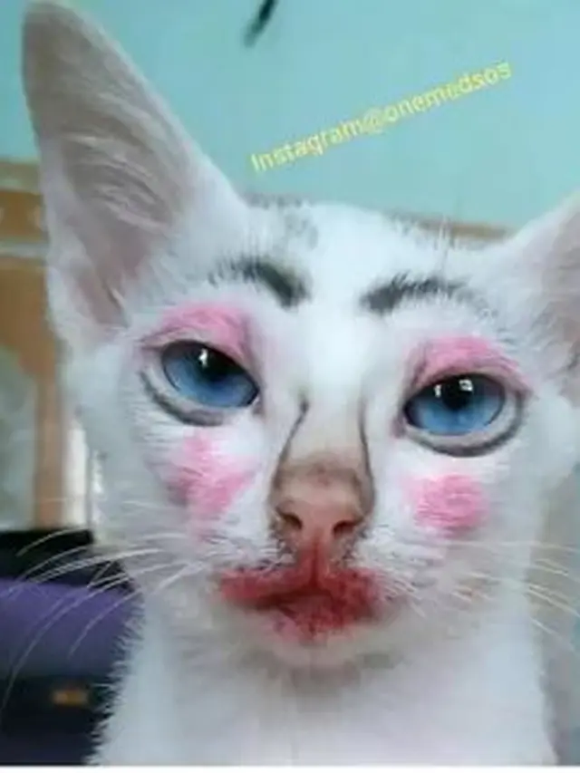 6 Potret Lucu Kucing Pakai Makeup, Wajahnya Pasrah dan Bikin Gemas (Sumber: Twitter/@tanyarlfes)