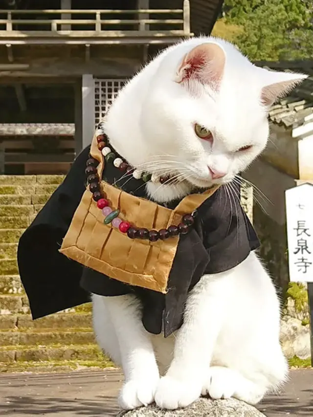 Gemasnya Kuil Kucing di Jepang, Pecinta Kucing Pasti Suka