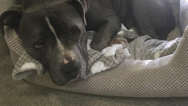 Tak Selalu Galak, Anjing Pitbull Juga Bisa Nangis! Ini Buktinya! - Viral Bintang.com