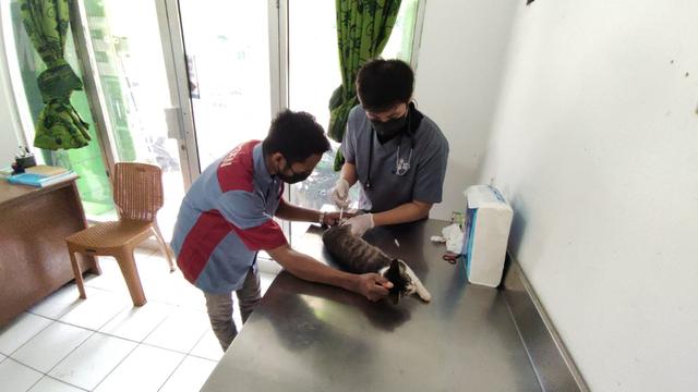Rayakan Ulang Tahun Ketiga, Cleo Bagikan Vaksin dan Sterilisasi Kucing Gratis