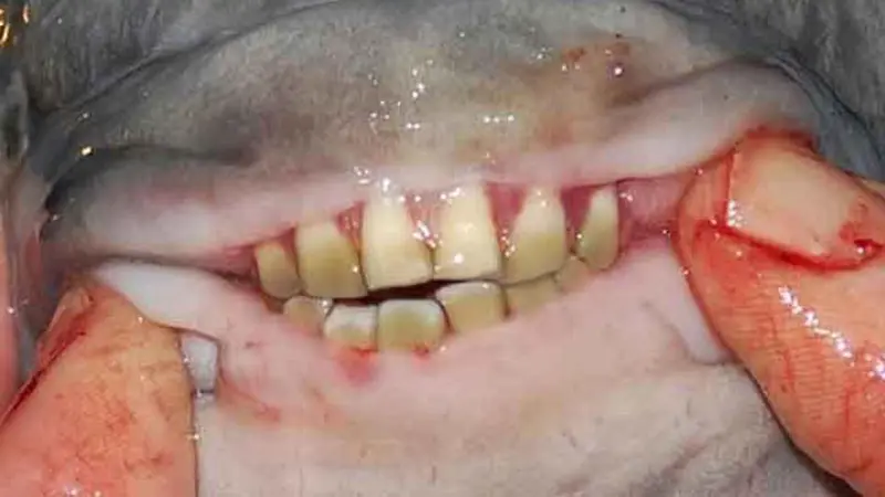 Pacu, Ikan Berbahaya dengan Gigi Mirip Gigi Manusia 