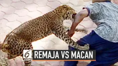 Remaja berusia 14 tahun dengan sigapnya melawan seekor macan tutul yang menyerang adiknya. Bermodalkan batu dan batang kayu, remaja tersebut memukul macan agar melepaskan cengkramannya dari tubuh sang adik.