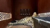 Macan Tutul Nekat Masuk ke Hotel di Bandung (Dok: ANTARA/Rubby Jovan)