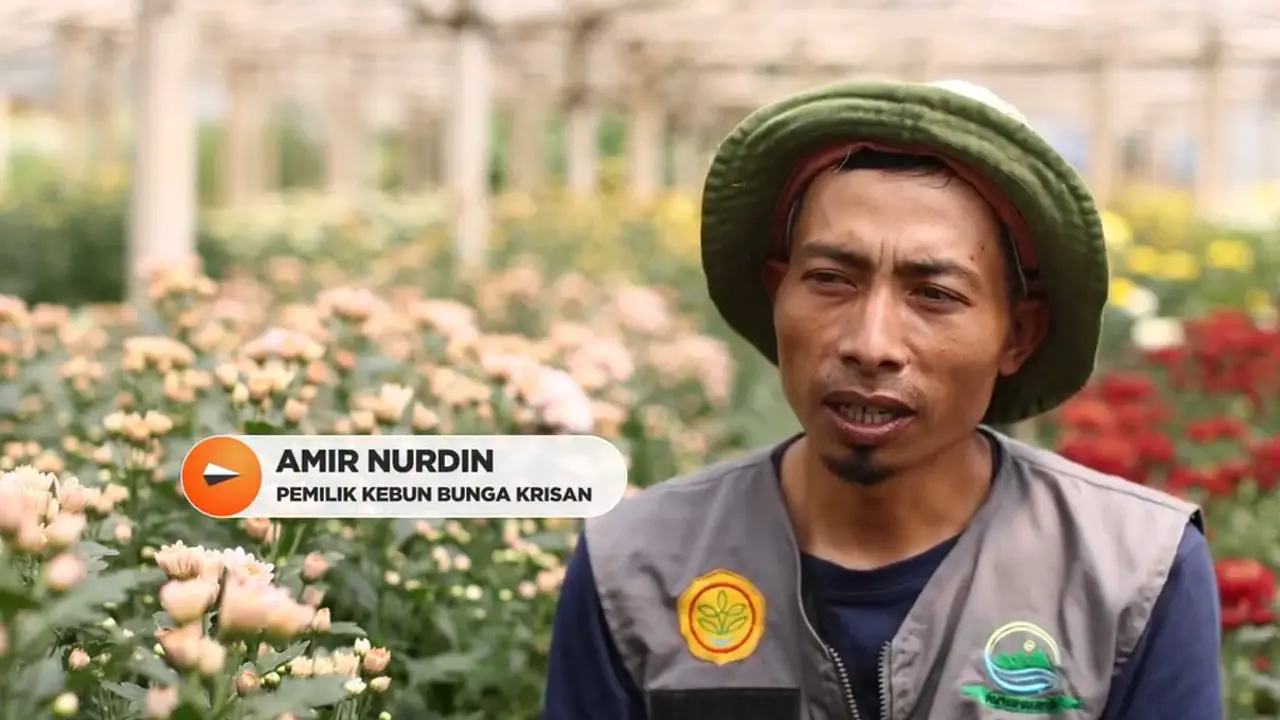 Amir Nurdin, pemilik kebun bunga krisan