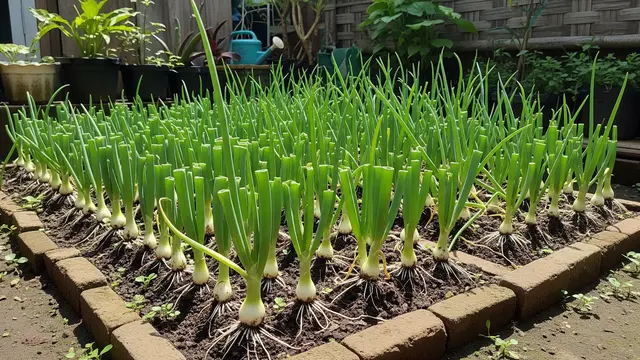 8 Ide Kebun Bawang Daun di Lahan 1×1 Meter, Panen Rutin untuk Masakan Harian