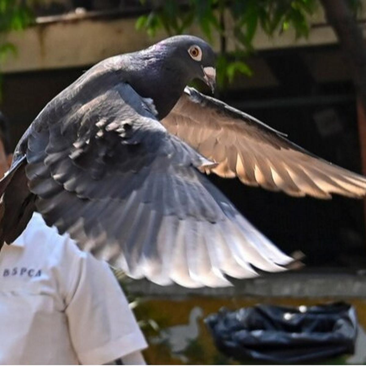 Seekor burung merpati yang dicurigai menjadi mata-mata China di India akhirnya dibebaskan (AP/Anshuman Poyrekar)