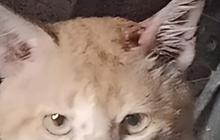 Viral Teror Si Oyen di Pakansari, Serang Pedagang hingga Bikin Damkar Turun Tangan