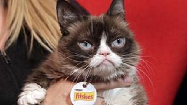 Si Kucing Pemarah alias The Grumpy Cat (AP via NBC)