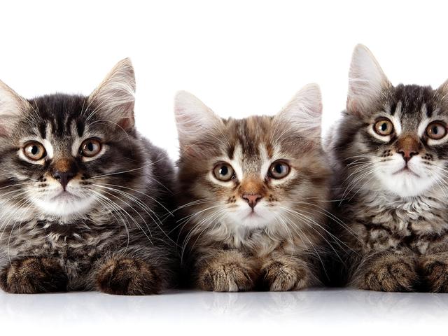 Gambar Kucing Sangar - 81021+ Nama Untuk Kucing Comel, Lucu dan Unik