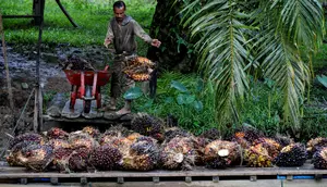 Agrinas Palma Ditugaskan Buka 400 Ribu Ha Kebun Sawit Baru