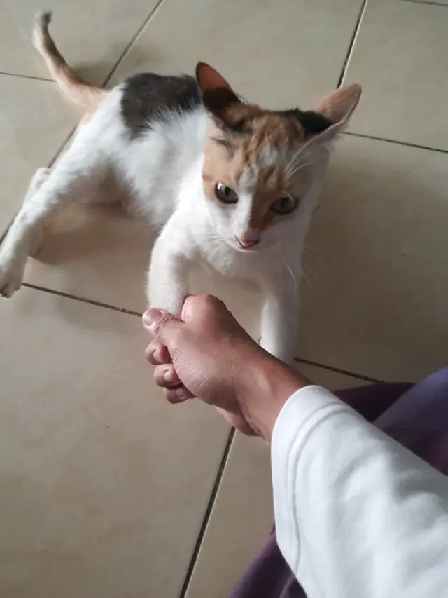 6 Momen Kompak Kucing dan Majikan Saling Minta Maaf Ini Bikin Senyum