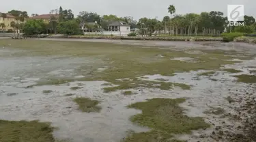 Akibat Badai Irma di Florida, sebuah kawasan yang tadinya pantai berubah menjadi kering.