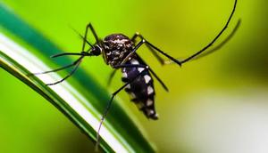 arti mimpi banyak nyamuk ©Ilustrasi dibuat AI