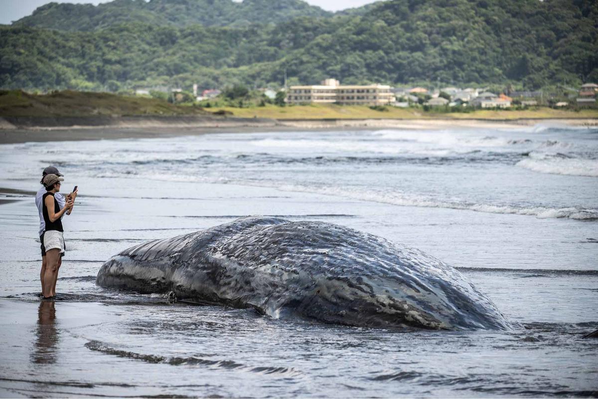 FOTO: Terdampar Sebelum Tsunami,  Misteri Paus Sperma di Pantai Jepang