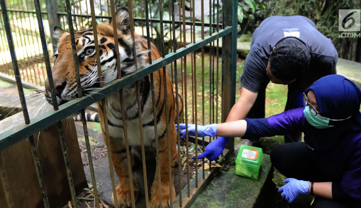 Dokter hewan yang juga aktivis ASTI memeriksa Eva Harimau Sumatera di tempat Pusat Transit Satwa Gadog ASTI Bogor, Senin (11/3). Eva yang berumur 8 tahun ini sudah 7 tahun tinggal di tempat penangkaran sementara. (merdeka.com/arie basuki)