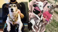 6 Gaya Glamor Anjing Seleb Hollywood (sumber: instagram/@normieandbambijenner/@donatella_versace)