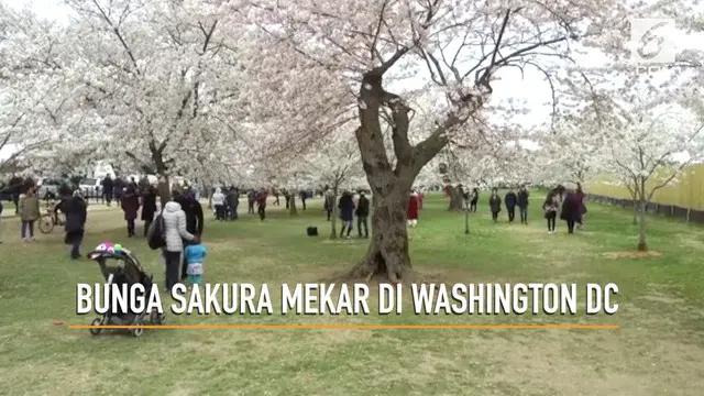 Festival Cherry Blossom di Washington DC telah dimulai, festival berlangsung dari 20 Maret hingga 15 April 2018.