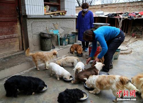 Guru Wen memberi makan anjing bersama dengan asistennya | Photo: Copyright shanghaiist.com