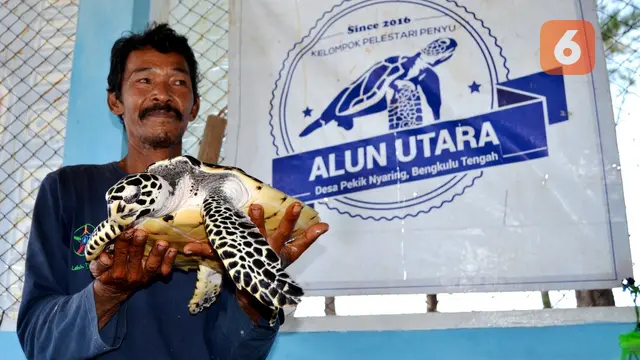 Zulkarnedi, Penyelamat Penyu Desa Pekik Nyaring Bengkulu