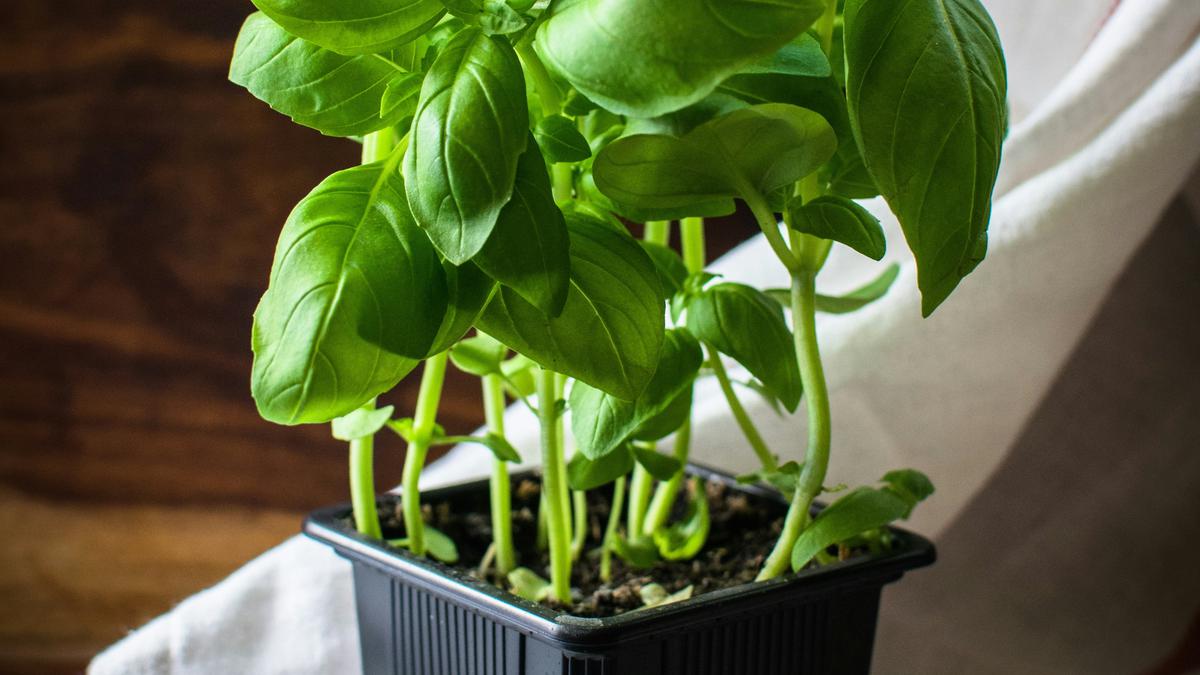 13 Tanaman Ajaib Penghasil Oksigen di Rumah, Bikin Udara Segar Sepanjang Hari