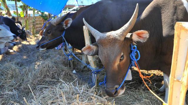 (Foto: Liputan6.com/Dian Kurniawan)