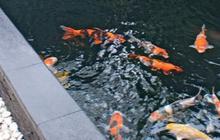 Inspirasi Kolam Koi Minimalis untuk Mempercantik Rumah Anda