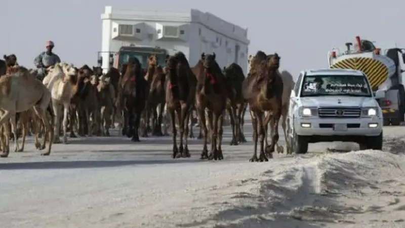 Hewan ternak milik warga Qatar dipaksa untuk meninggalkan wilayah Arab Saudi dalam kurun waktu 36 jam (AFP)