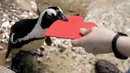 Seekor penguin mendapatkan sarang dengan bentuk hati di Akademi Ilmu Pengetahuan California yang terletak di San Francisco, Selasa (13/2). Kado tersebut sebagai bentuk perayaan hari Valentine atau kasih sayang. (AP Photo/Marcio Jose Sanchez)