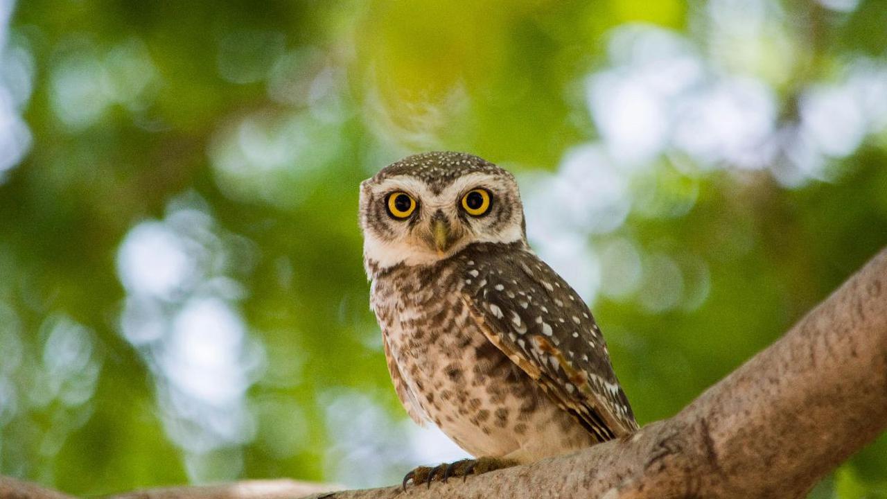 Fakta Menarik Burung Hantu