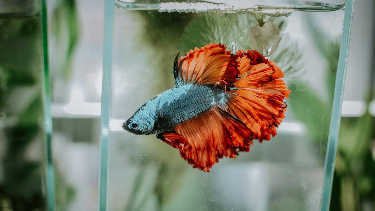 Ikan Cupang atau Betta